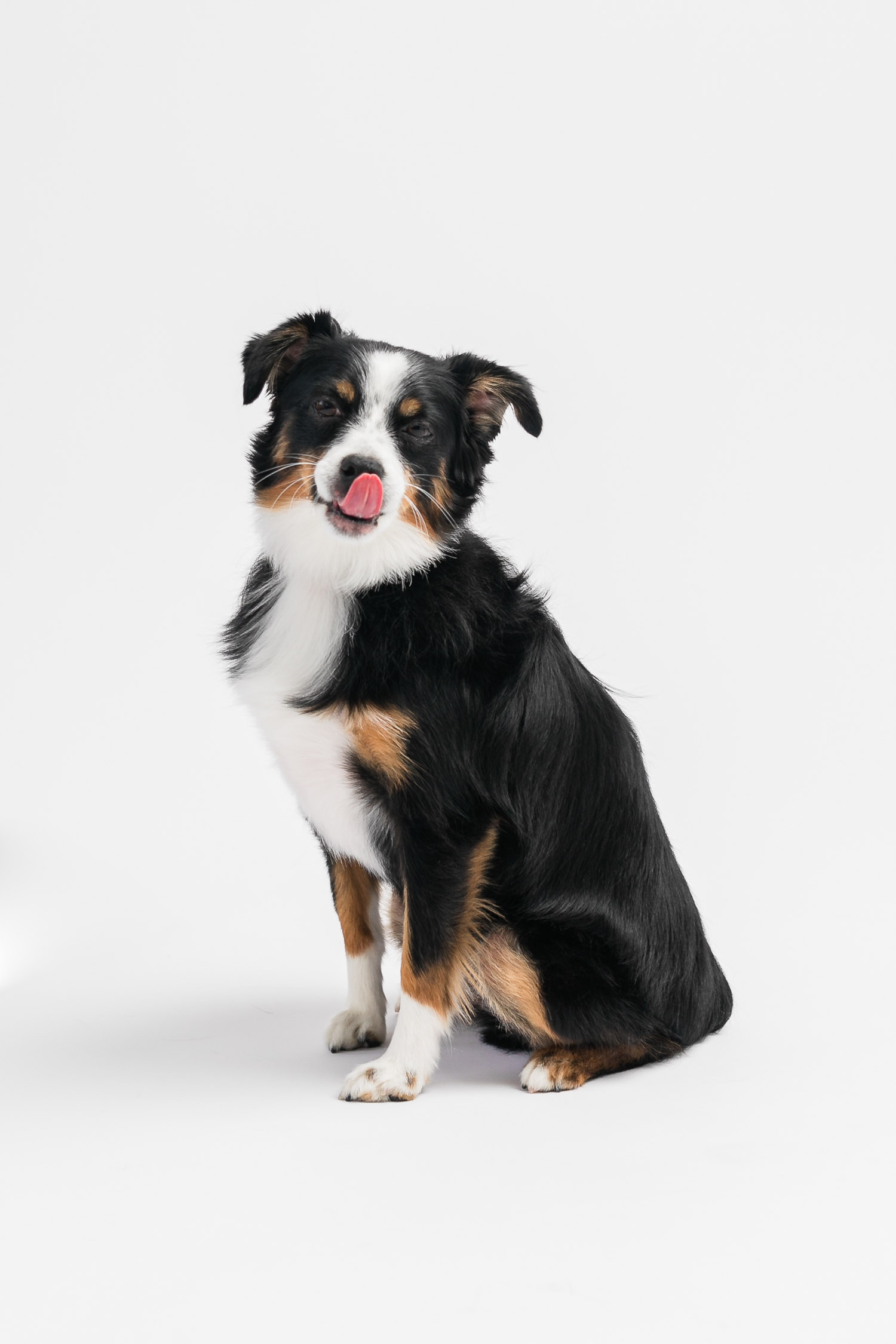 Portrait of a dog in Toronto studio