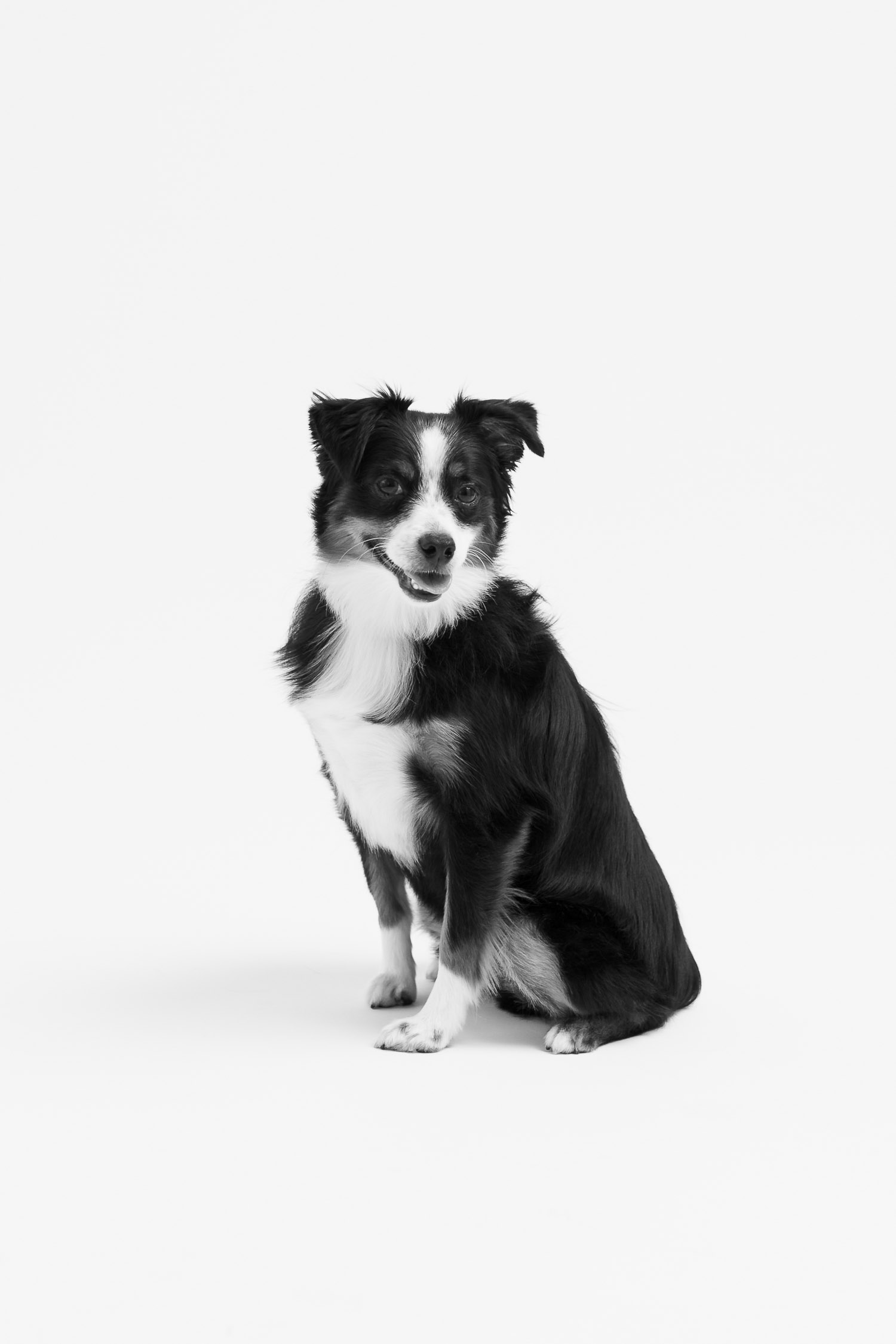 Portrait of a dog in Toronto studio